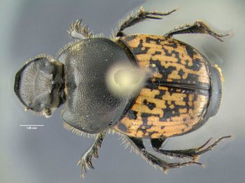 Media type: image;   Entomology 602112 Aspect: habitus dorsal view